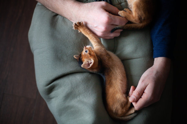 生活方式的照片小阿比西尼亚红润小猫玩男人的手。图片下载