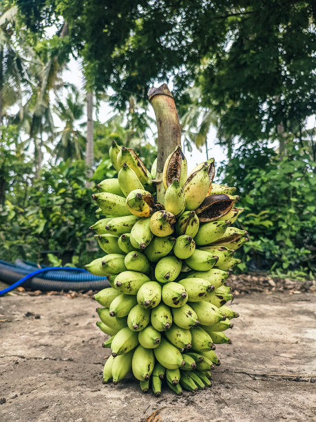 香蕉或芭蕉的果实图片下载