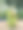 香蕉或芭蕉的果实图片下载
