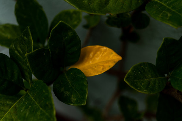 干叶，植物图片下载