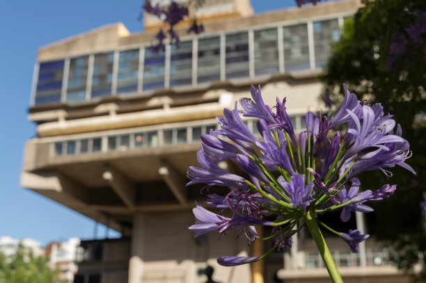 花卉与图书馆图片下载