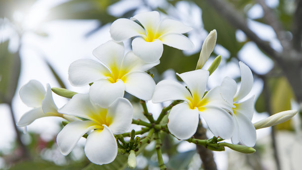 白色的鸡蛋花或鸡蛋花图片下载