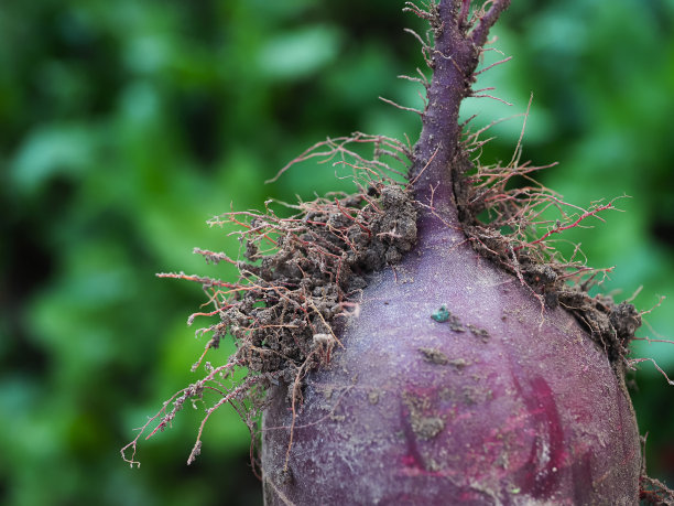 菜园子里的甜菜根，照片的特写图片下载