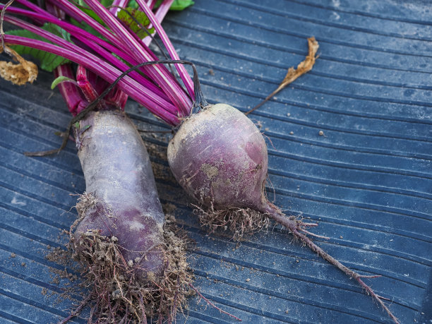 菜园子里的甜菜根，照片的特写图片下载