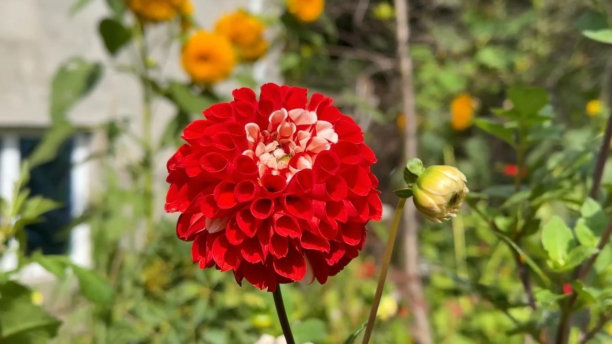 房子院子里红色大丽花的照片图片下载