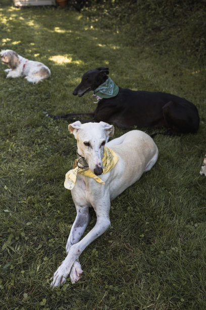 两只灰狗躺在田野里休息的肖像，垂直照片图片下载