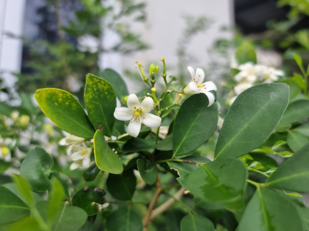 茉莉花图片下载