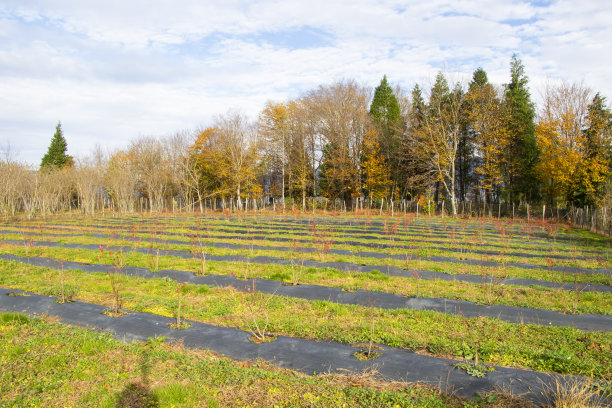 蓝莓种植图片下载