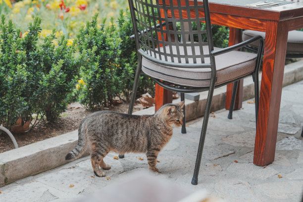 街上的小猫图片下载