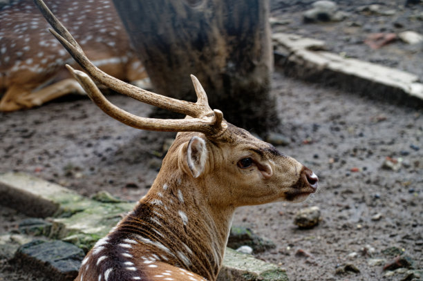 特写图片斑点鹿，动物园里的一只鹿图片下载