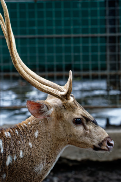 特写图片斑点鹿，动物园里的一只鹿图片下载