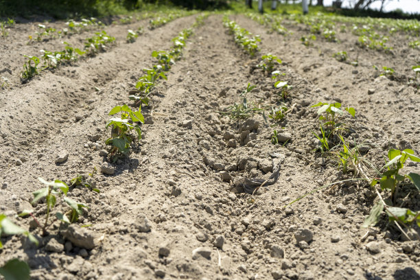 开始阶段:农业植物的开始阶段图片下载