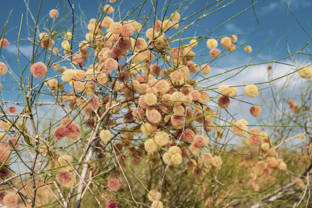 毛茛是一种产于中亚的外来植物图片下载