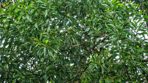 相思，印度尼西亚的热带乔木图片下载