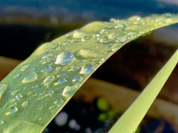 绿叶自然背景上的水滴图片下载