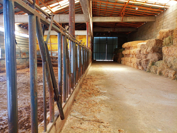 村子里的牛棚。奶牛的农场。图片下载