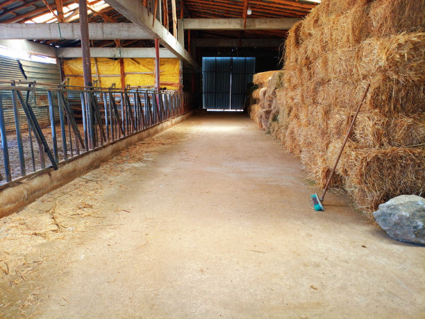 村子里的牛棚。奶牛的农场。图片下载