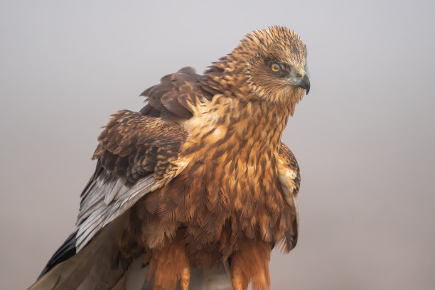 这是一幅美丽的特写照片，一只色彩鲜艳、羽毛皱巴巴的沼泽鹞在浓雾天侧身张望，寻找猎物。摄于欧洲的西班牙图片下载