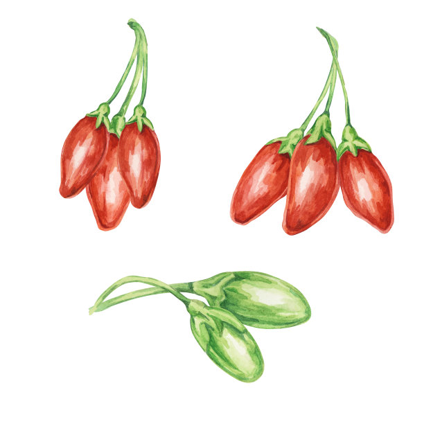 一组枸杞莓组作为水彩画的元素图片下载