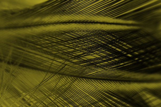 美丽的充满活力的黄黑色羽毛纹理背景图片下载