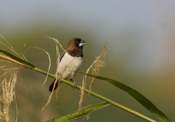 白臀文鸟(Lonchura striata)。图片下载