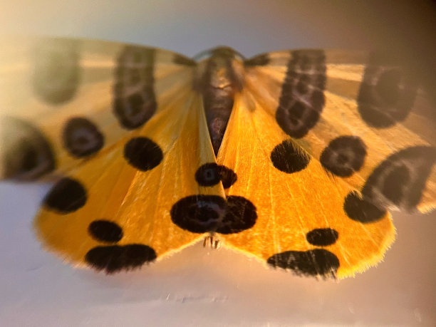 一只美丽的蝴蝶在黄色和黑色的细节照片图片下载