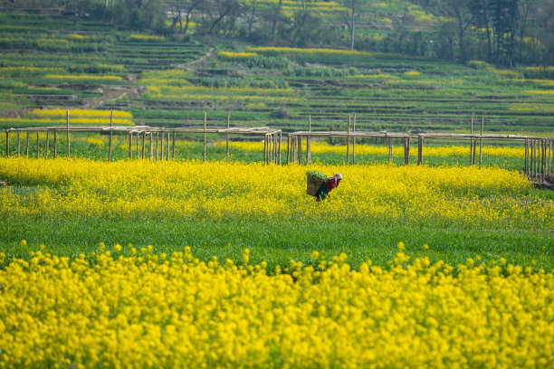 芥末领域图片下载