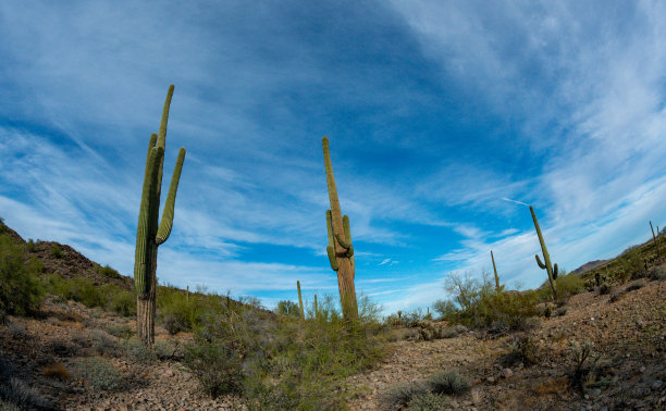 景观的石头沙漠，照片的仙人掌与鱼眼镜头，巨型仙人掌仙人掌仙人掌(Carnegiea gigantea)，亚利桑那州图片下载