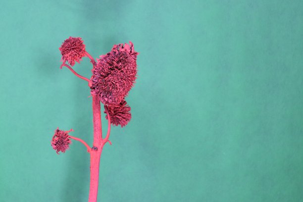 彩色装饰。彩绘干花。油漆的花。干向日葵。时尚。时尚博客。装饰的照片。图片下载