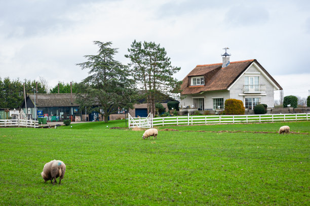荷兰乡下养羊的牧场图片下载