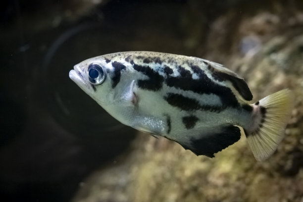 巴黎，法国- 2023年9月12日:dor忧郁宫。热带鱼类。箭鱼的照片图片下载