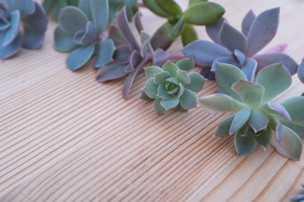 多肉的玫瑰花堆在木桌上。组成彩色多肉植物的海报，日历，邮政，屏幕保护程序，壁纸，明信片，横幅，封面，网站。高质量照片图片下载