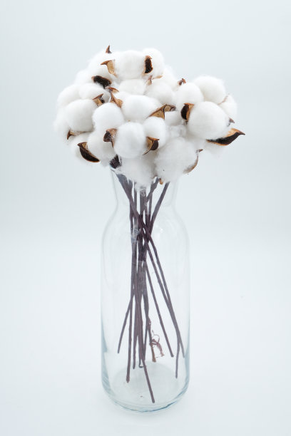 成熟的棉花枝在花瓶库存照片图片下载
