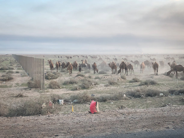 油田里穿越沙漠公路的骆驼图片下载