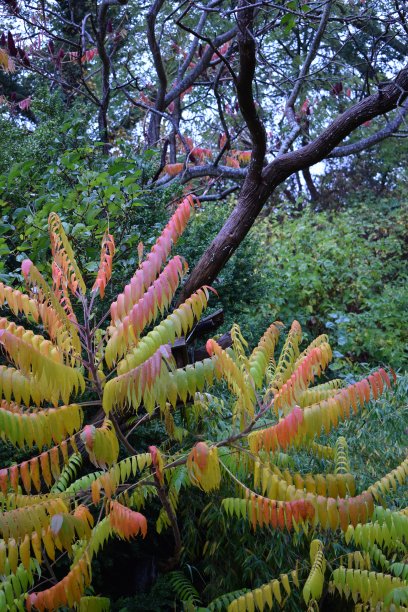 带有秋天颜色叶子的鹿角漆树——系列的一部分。十月。图片下载