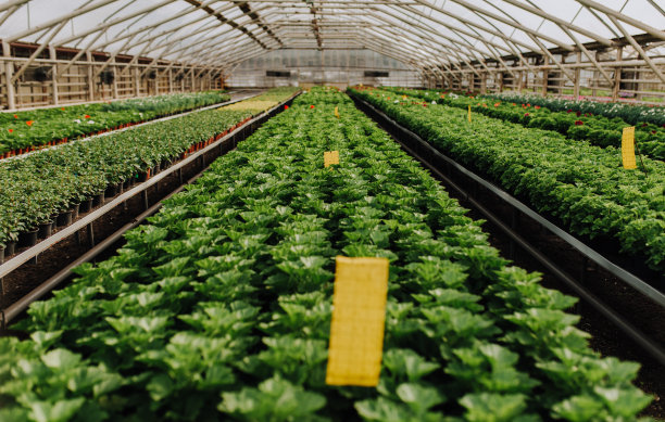 有复印空间的花园中心图片下载