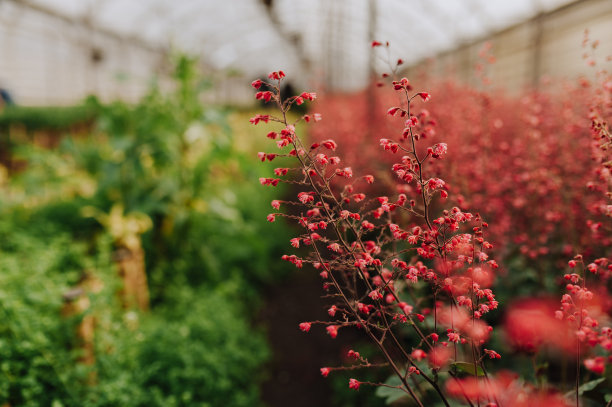 有复印空间的花园中心图片下载