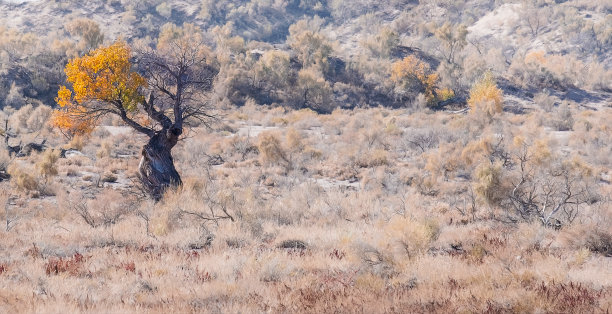 秋天，哈萨克斯坦阿尔金埃梅尔公园干旱草原或沙漠中的独特植物遗迹图兰加。图片下载