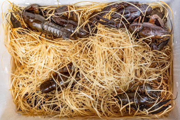 在木屑的背景下，小龙虾被装在船运箱里图片下载