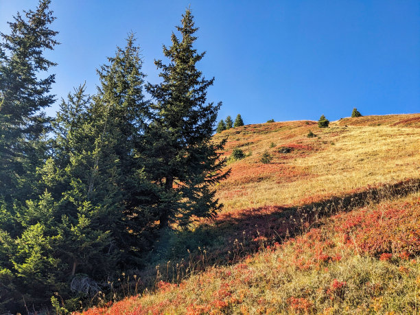 山中五彩缤纷的秋天。达沃斯克洛斯特斯的开花灌木和蓝莓。高质量照片图片下载