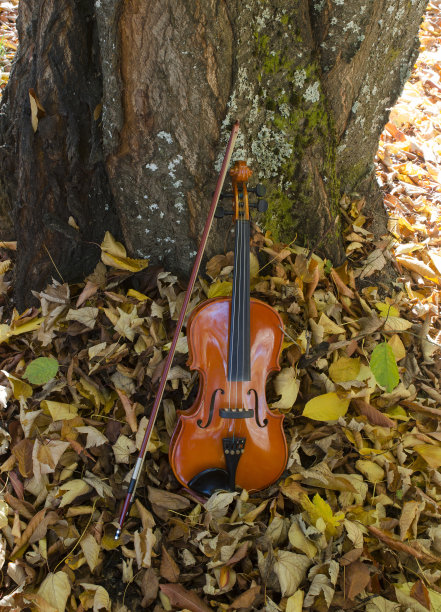 古典小提琴倚在树上，琴弓就在旁边图片下载
