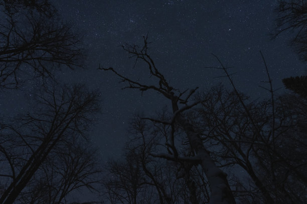 夜景，光秃秃的树木衬托着星空，爱沙尼亚的自然，照片质感。图片下载