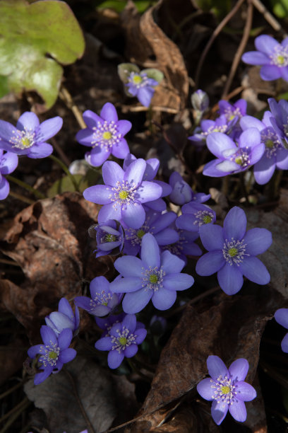照片捕捉到了森林中心的肝草和苔花。花朵散发着清新的气息，在大自然精致的季节之美中体现了春天的精髓。图片下载