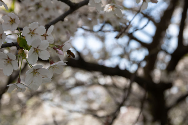 在这张水平照片中，一棵盛开的树展示了春天的辉煌。错综复杂的花瓣和郁郁葱葱的生长捕捉了这个季节的精髓，创造了一个迷人的户外场景，庆祝大自然的美丽。图片下载
