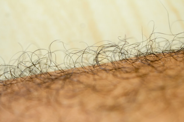 一个男人腿上的毛发特写。腿上的长毛图片下载