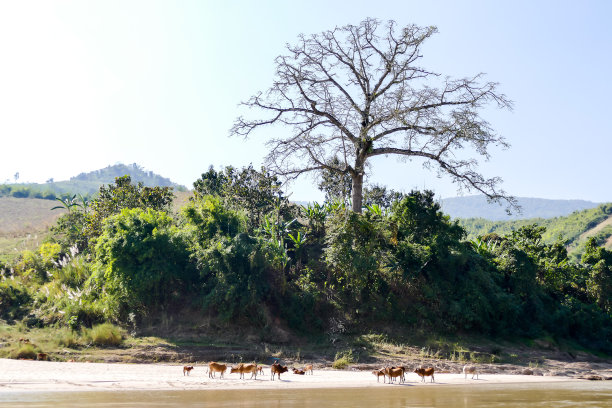 沙滩上的树，数码照片的图片作为背景图片下载