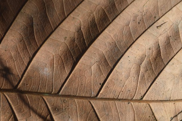 花园中干叶子的背景特写图片下载