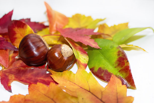 创意高角度照片与枫橙叶和栗子。有文字或广告的空间图片下载