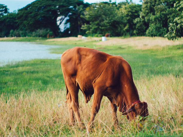 东南亚的养牛图片下载
