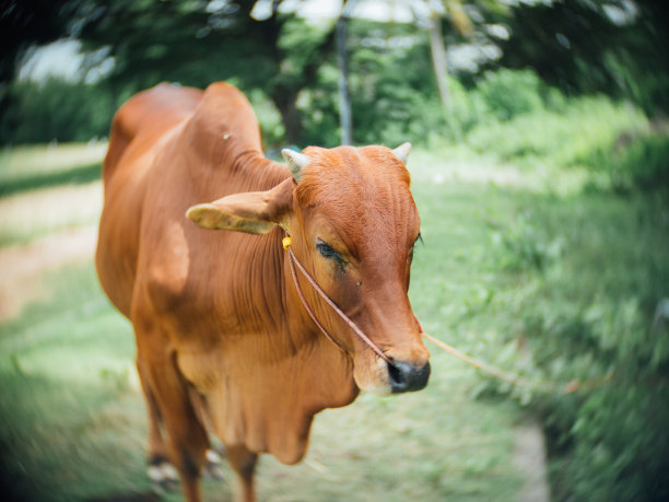 东南亚的养牛图片下载